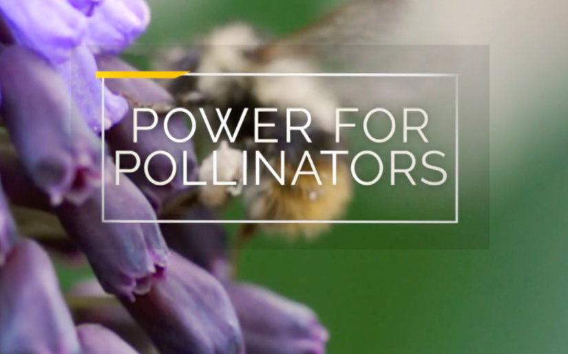 Power For Pollinators Mini-documentary